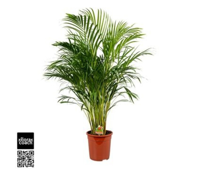 ARECA CHRYSALIDOCARPUS
