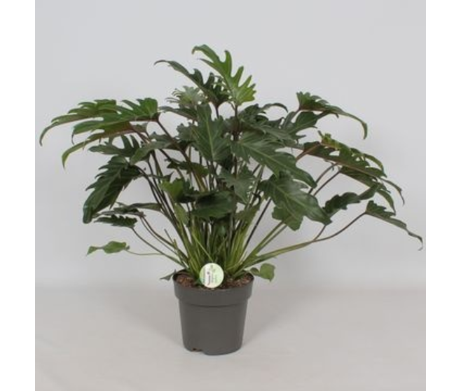 PHILODENDRON XANADU