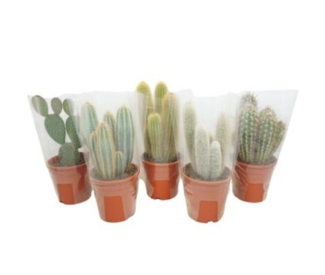 CACTUS VARIES