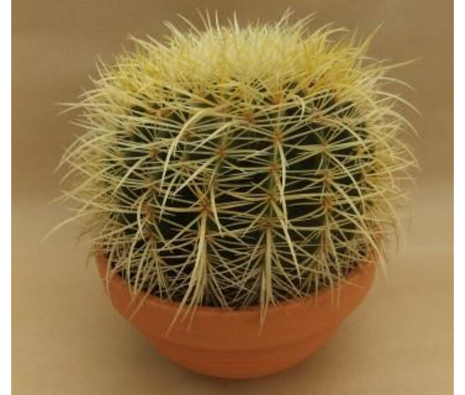 CACTUS ECHINOCACTUS GRUSONII