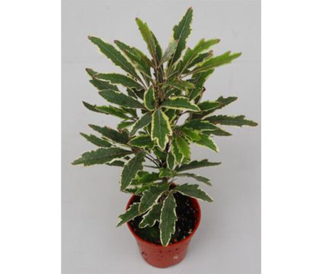 ARALIA ELEGANTISSIMA BIANCA