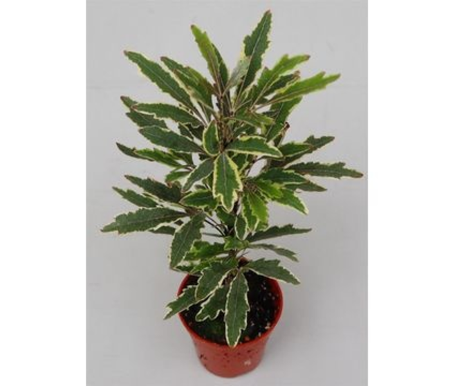 ARALIA ELEGANTISSIMA BIANCA