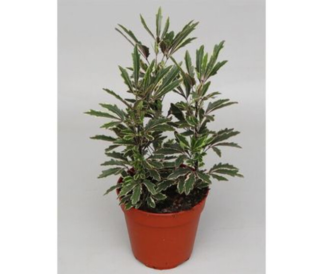 ARALIA ELEGANTISSIMA BIANCA
