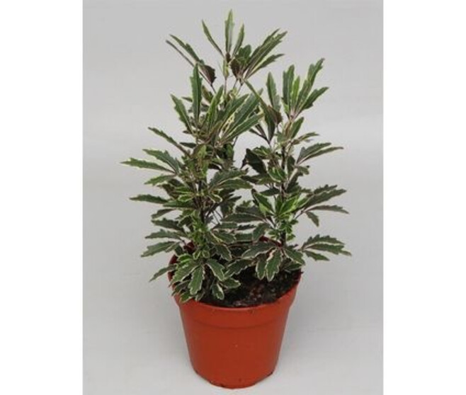 ARALIA ELEGANTISSIMA BIANCA