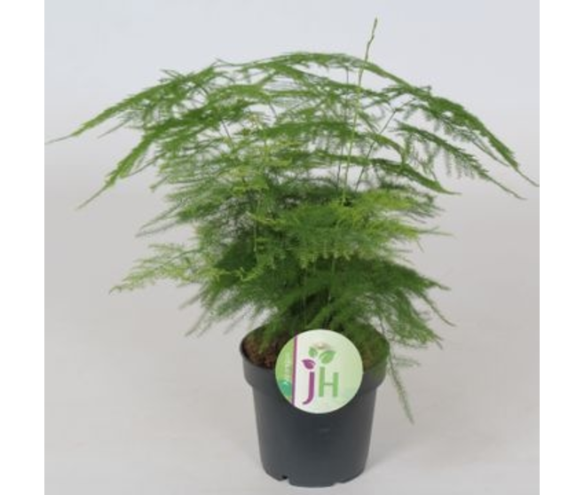 ASPARAGUS PLUMOSUS