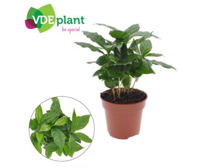 COFFEA ARABICA