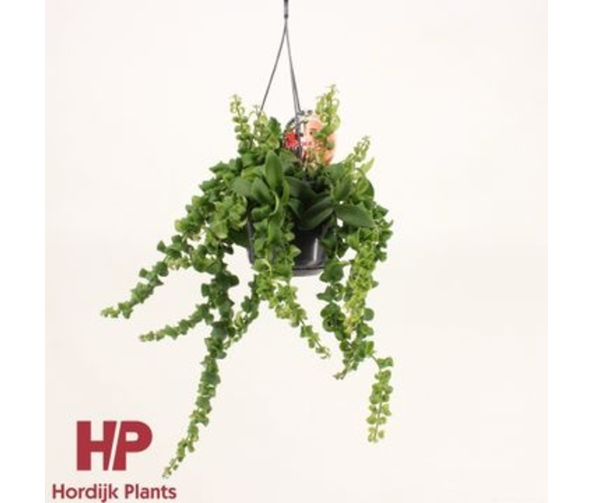 AESCHYNANTHUS RASTA SUSP