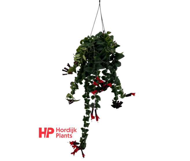 AESCHYNANTHUS RASTA SUSP