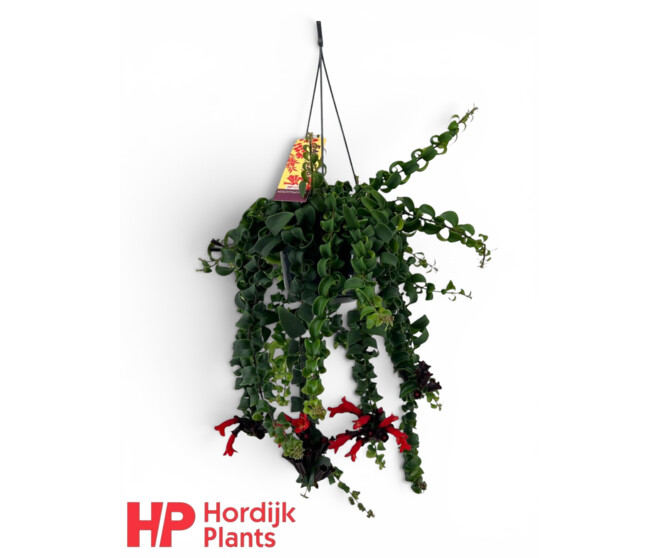 AESCHYNANTHUS RASTA SUSP