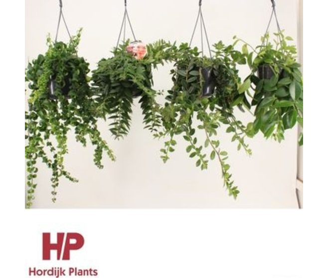 AESCHYNANTHUS SUSP