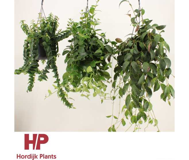 AESCHYNANTHUS SUSP
