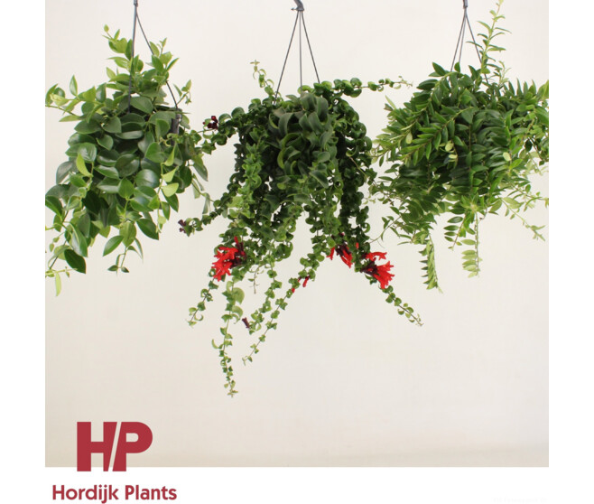 AESCHYNANTHUS SUSP