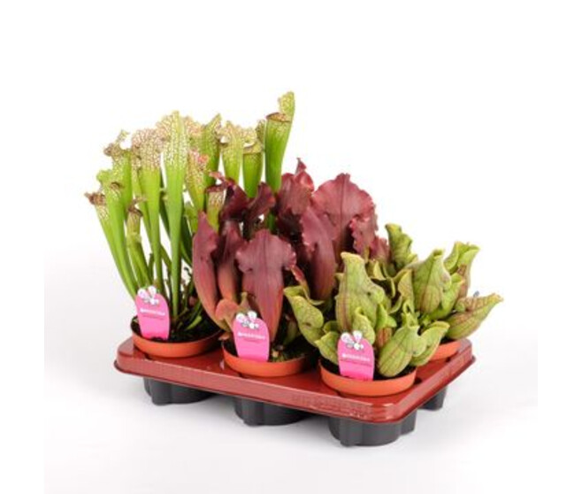 SARRACENIA
