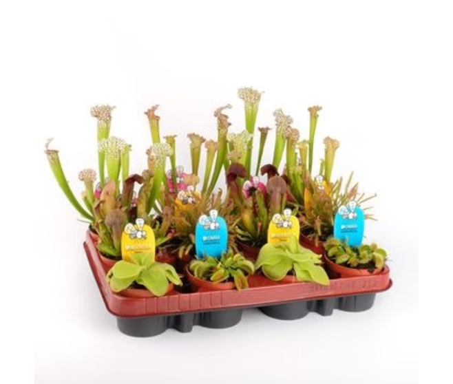 PLANTES CARNIVORES