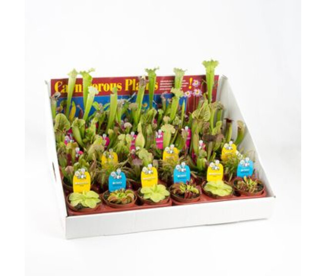 PLANTES CARNIVORES CARTON