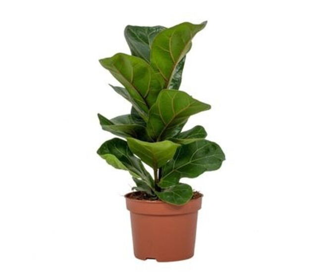 FICUS LYRATA