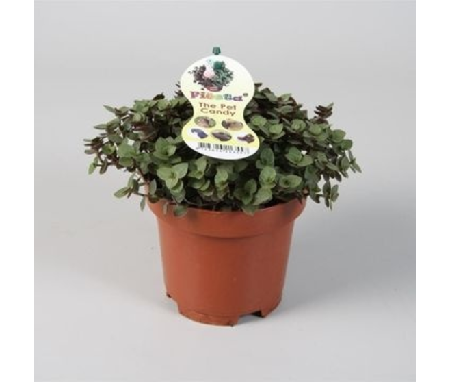 TRADESCANTIA CALLISIA