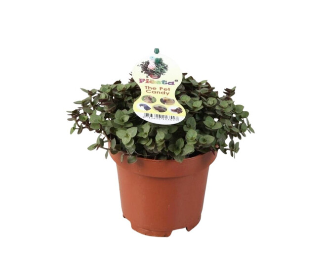 TRADESCANTIA CALLISIA