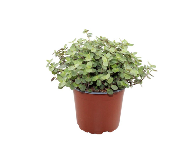 TRADESCANTIA CALLISIA