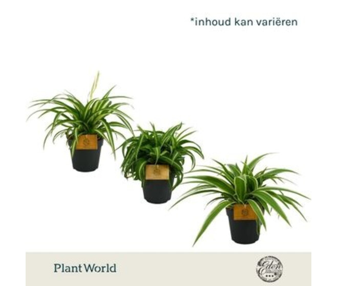 CHLOROPHYTUM VARIES