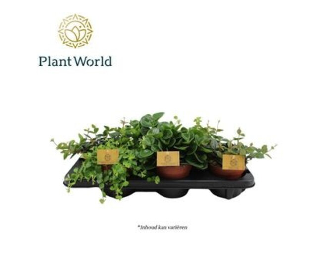 PEPEROMIA VARIES