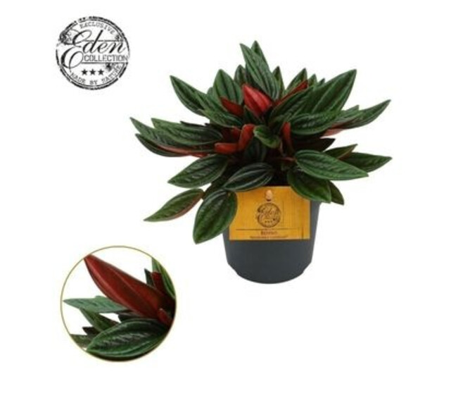 PEPEROMIA ROSSO