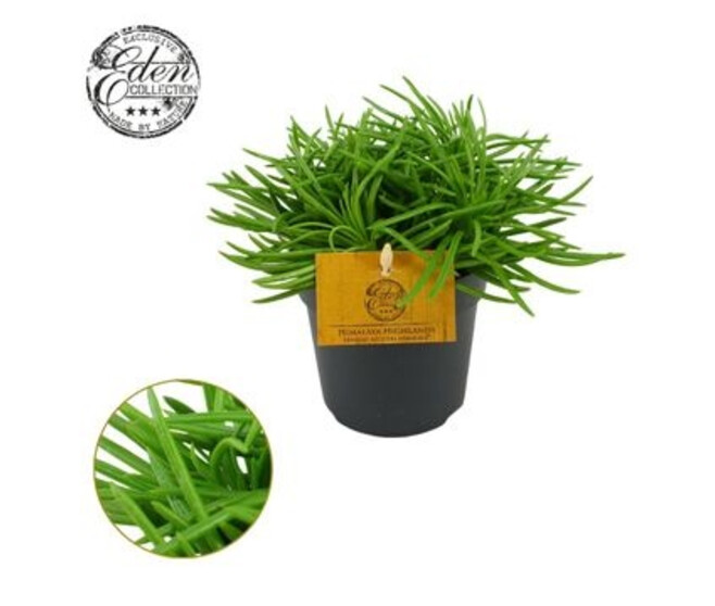 SENECIO HIMALAYA