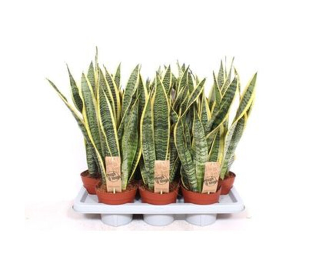 SANSEVIERIA LAURENTII