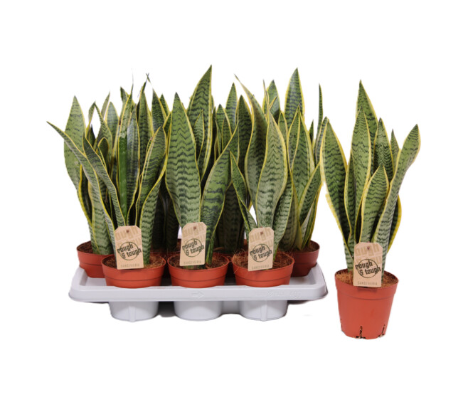 SANSEVIERIA LAURENTII