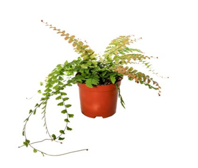 ADIANTUM CAUDATUM