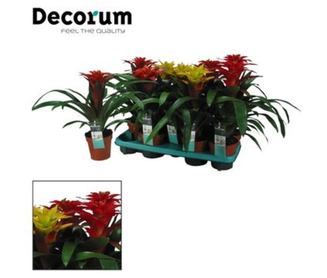 GUZMANIA SQUAROSA