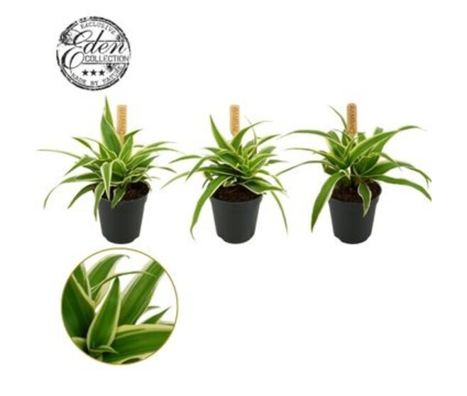 CHLOROPHYTUM OCEAN