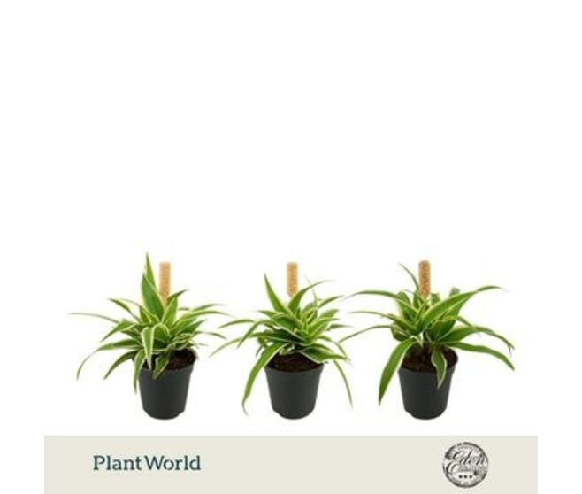 CHLOROPHYTUM OCEAN