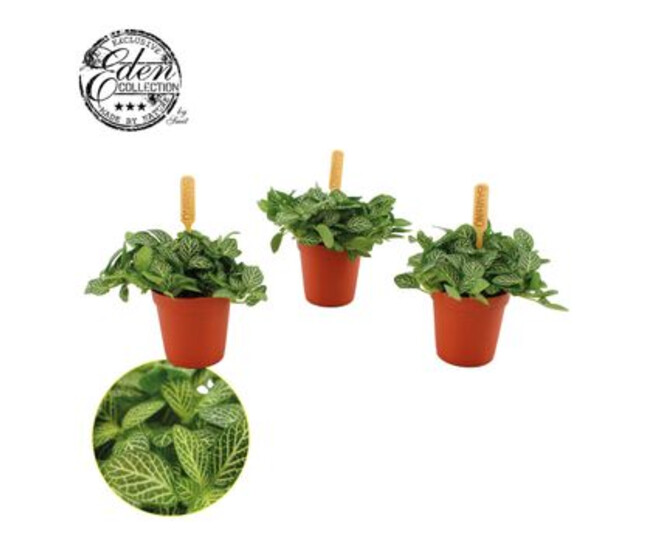FITTONIA VERSCHAFFELTII BLANC