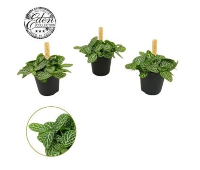 FITTONIA VERSCHAFFELTII BLANC