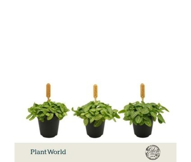 FITTONIA VERSCHAFFELTII BLANC