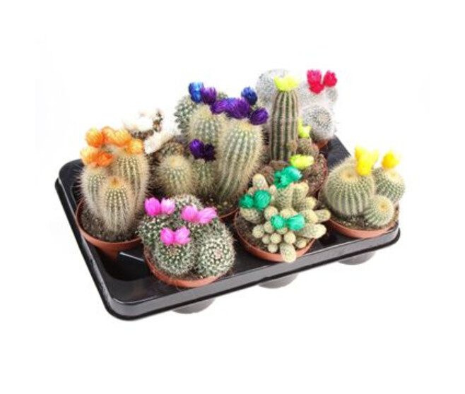 CACTUS FL IMIT