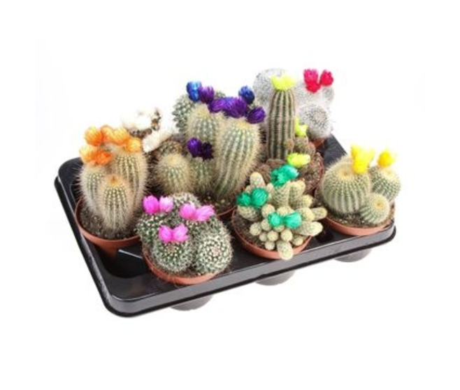 CACTUS FL IMIT