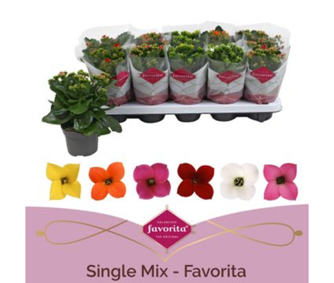 KALANCHOE &