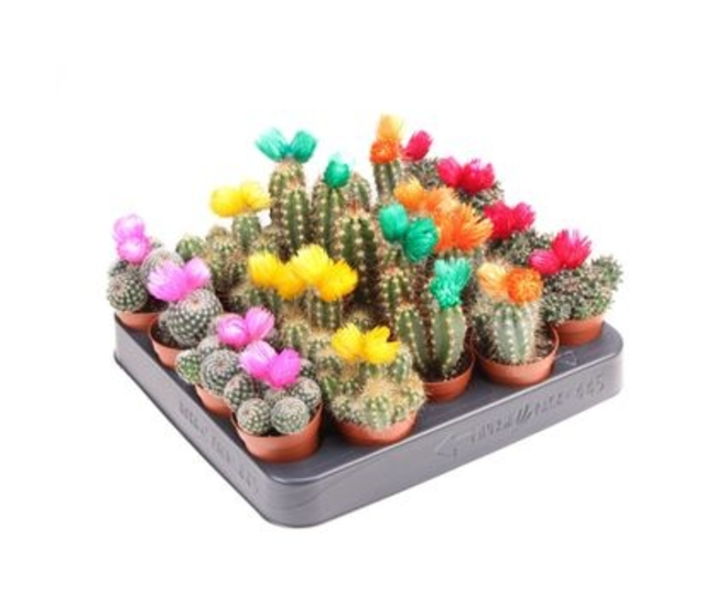 CACTUS FL IMIT VARIES