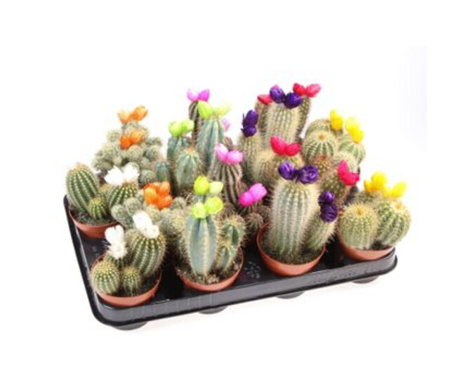 CACTUS FL IMIT VARIES