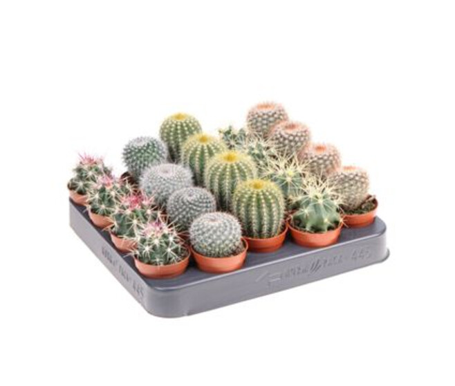 CACTUS VARIES