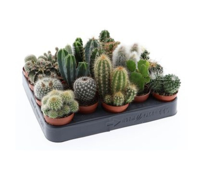 CACTUS VARIES