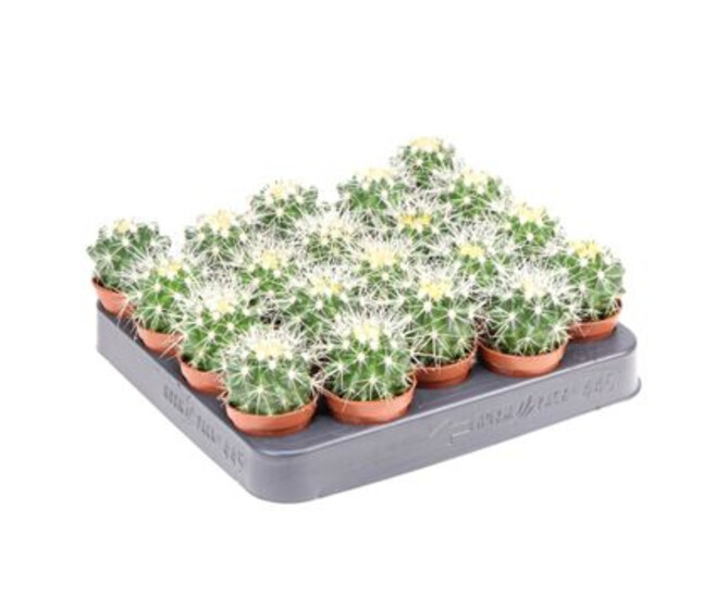 CACTUS ECHINOCACTUS GRUSONII