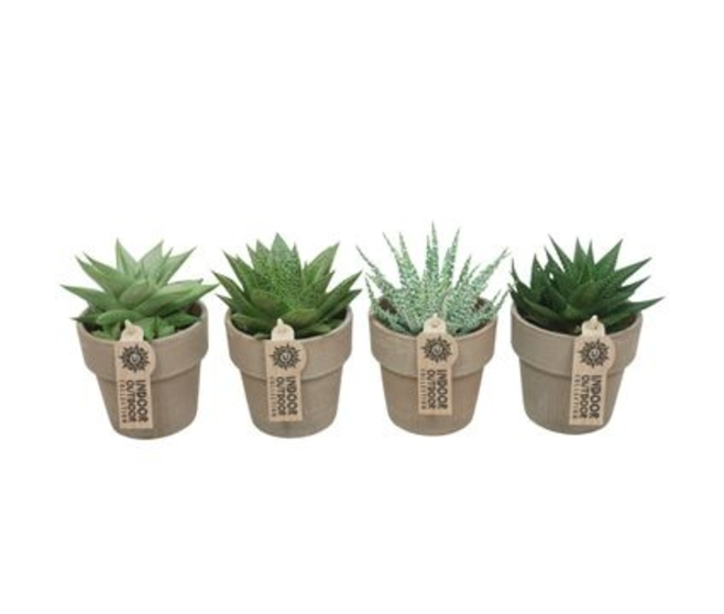 ALOE VARIES