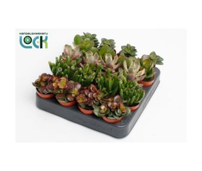 CRASSULA VARIES