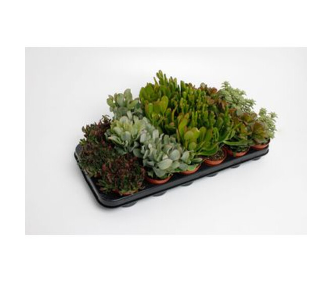 CRASSULA VARIES