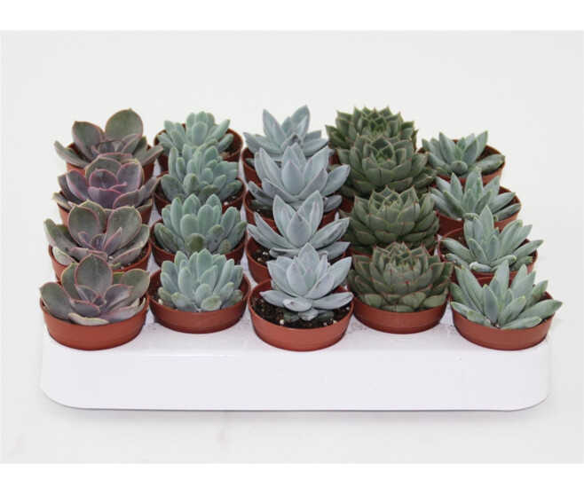ECHEVERIA VARIES