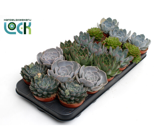 ECHEVERIA VARIES