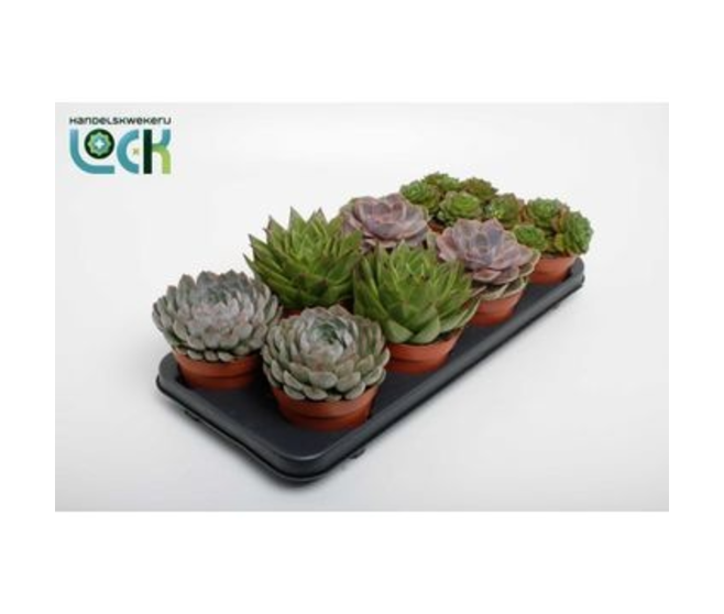 ECHEVERIA VARIES